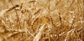 برگزاری وبینار آموزشی به میزبانی موسسه تحقیقات گیاه‌پزشکی کشور؛