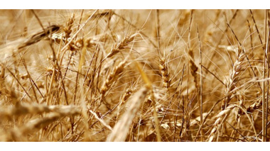 برگزاری وبینار آموزشی به میزبانی موسسه تحقیقات گیاه‌پزشکی کشور؛